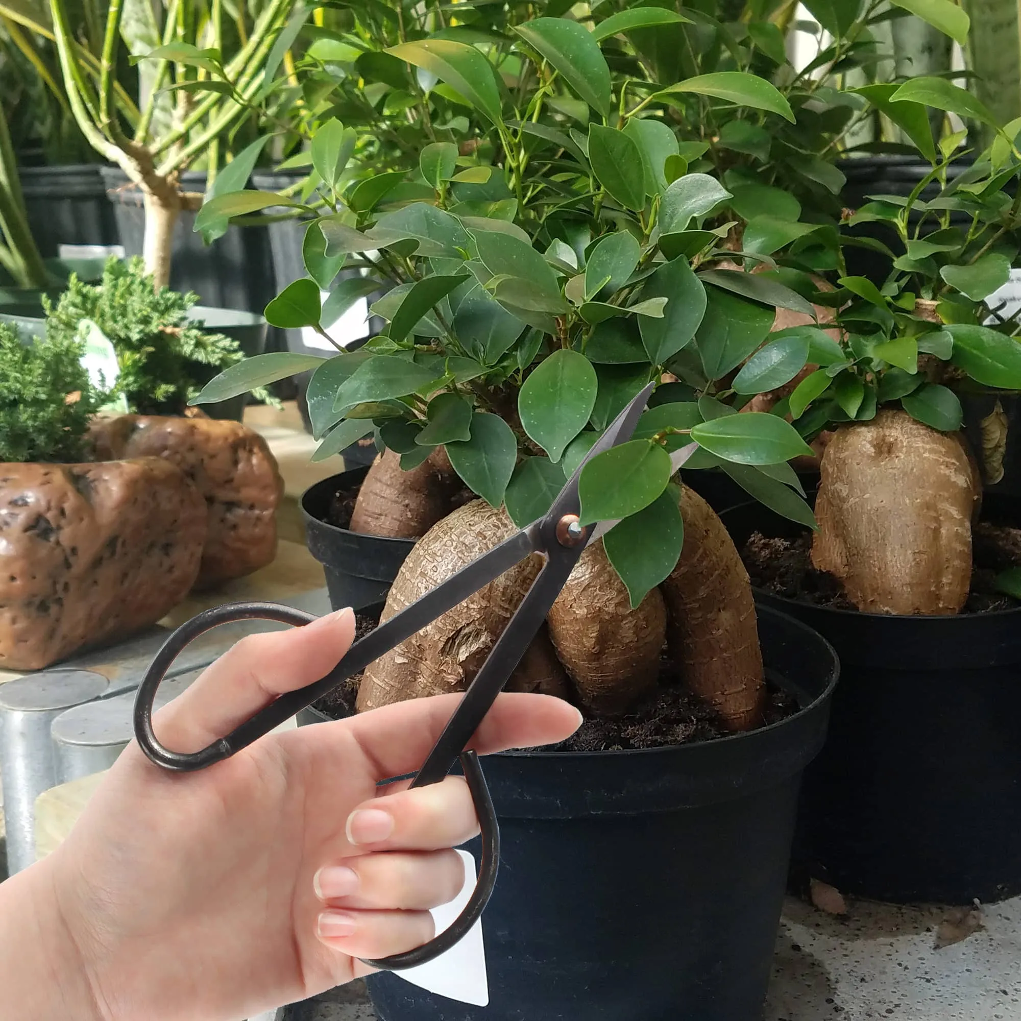 Bonsai Basics Set - 8" Knob Cutter and 7" Trimming Shear