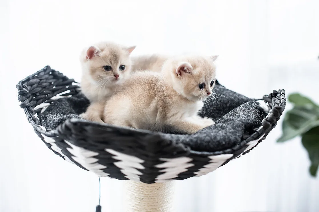 Cat Activity Tree | Ace