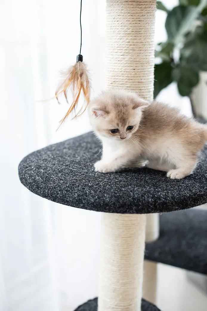Cat Activity Tree | Ace
