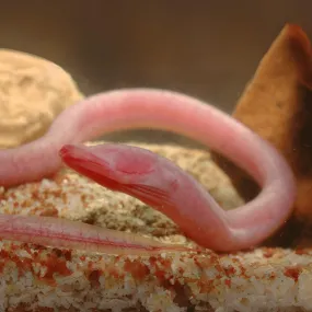 Earth worm snake eel (4-5 Inches) | Single