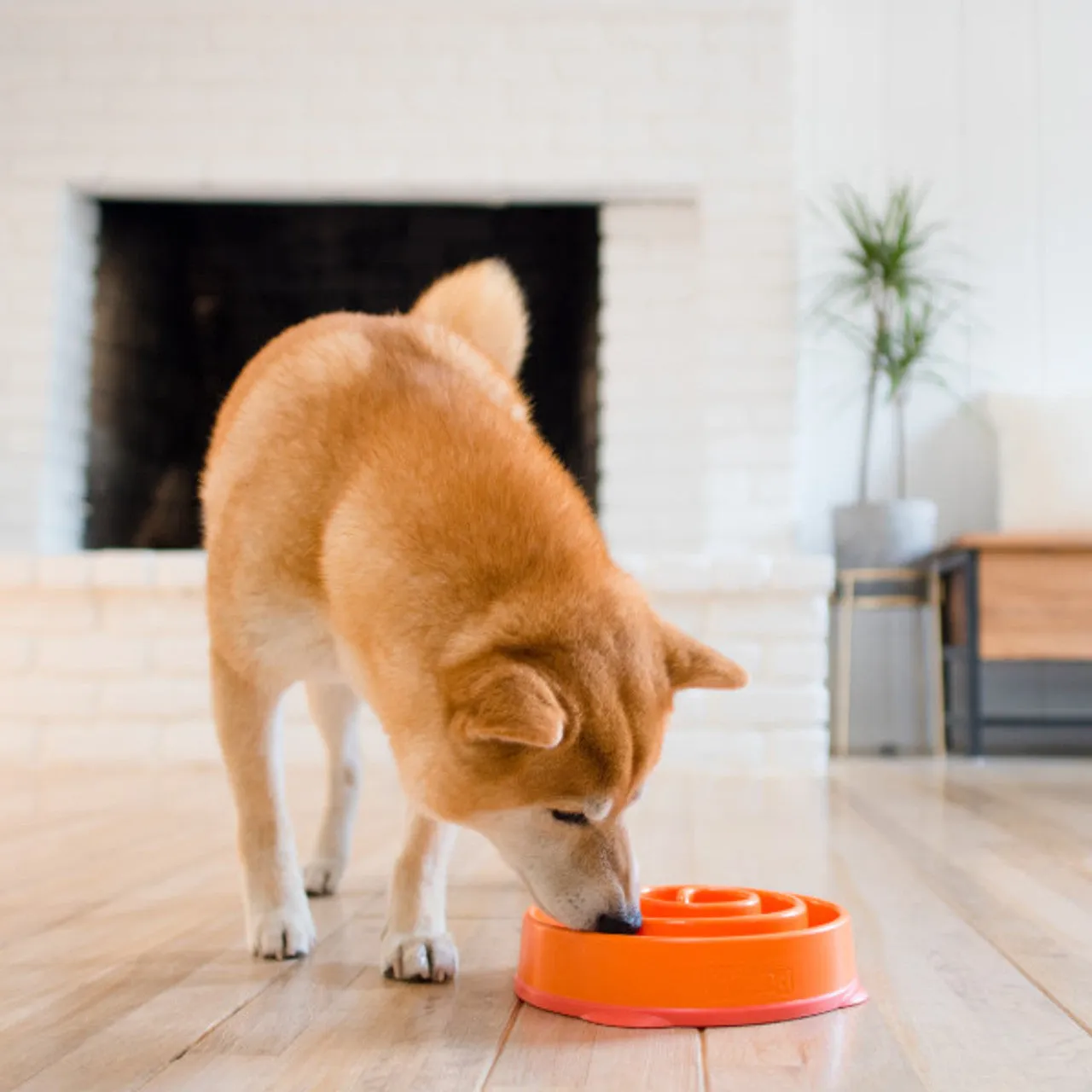 Outward Hound Fun Feeder Slo Bowl