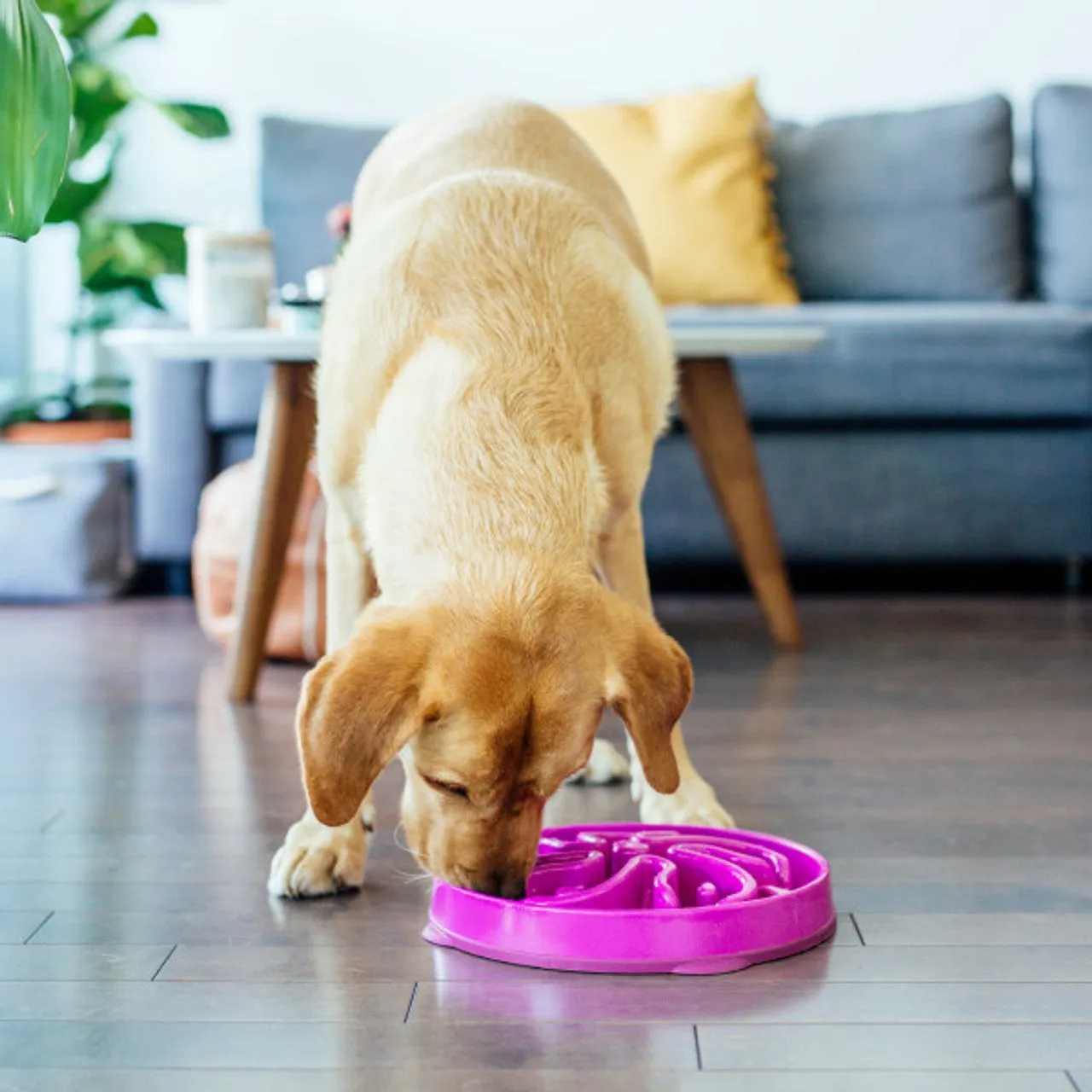 Outward Hound Fun Feeder Slo Bowl