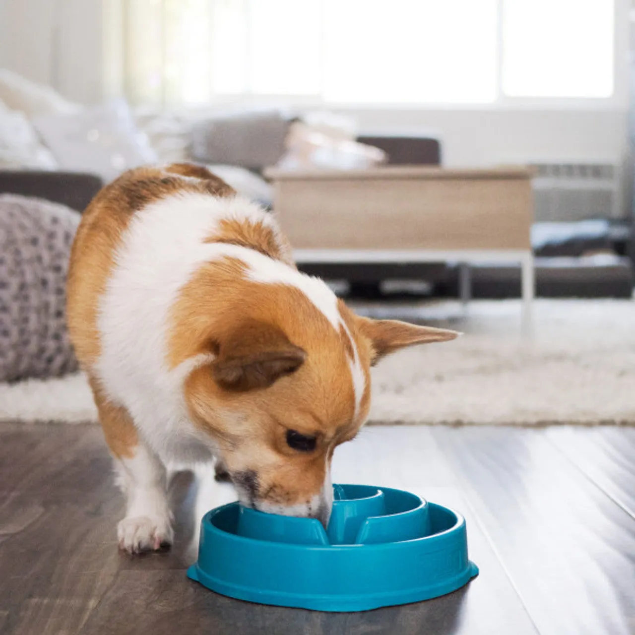 Outward Hound Fun Feeder Slo Bowl